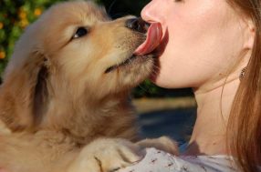 puppy licking face.jpg